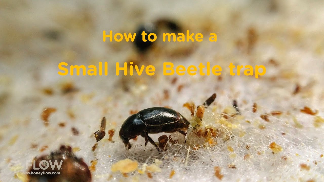 How to make an easy small hive beetle trap