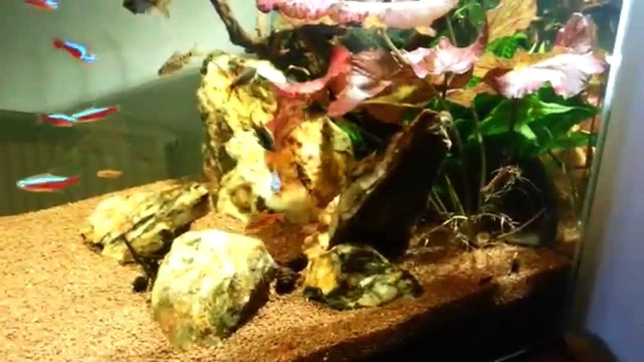 60l dennerle  cube..