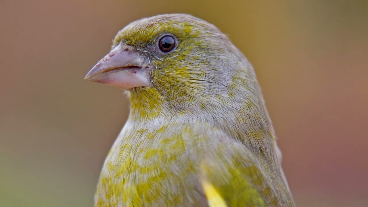 ΦΛΩΡΟΣ  .......ΤΑ ΠΑΝΤΑ ΓΙΑ ΤΟ ΦΛΩΡΟ....EVERYTHING YOU NEED TO KNOW ABOUT THE (CHLORIS CHLORIS)