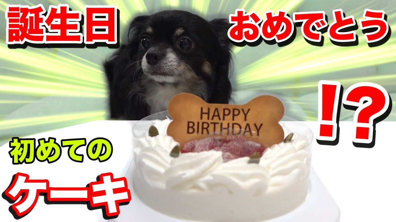 チクワ８歳の誕生日サプライズでケーキあげたら完食してくれるのか！？