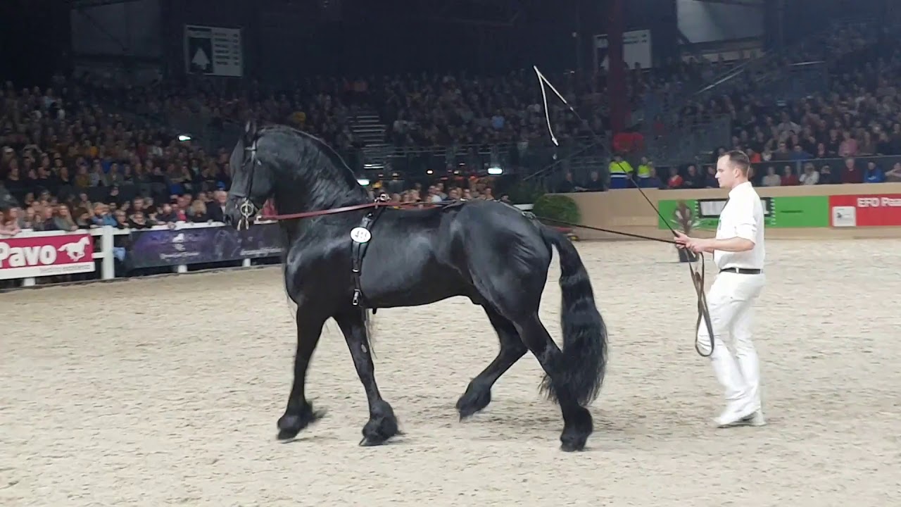 Beart 411 @stallion inspection 2019. Son of JASPER 366. Friesian horse