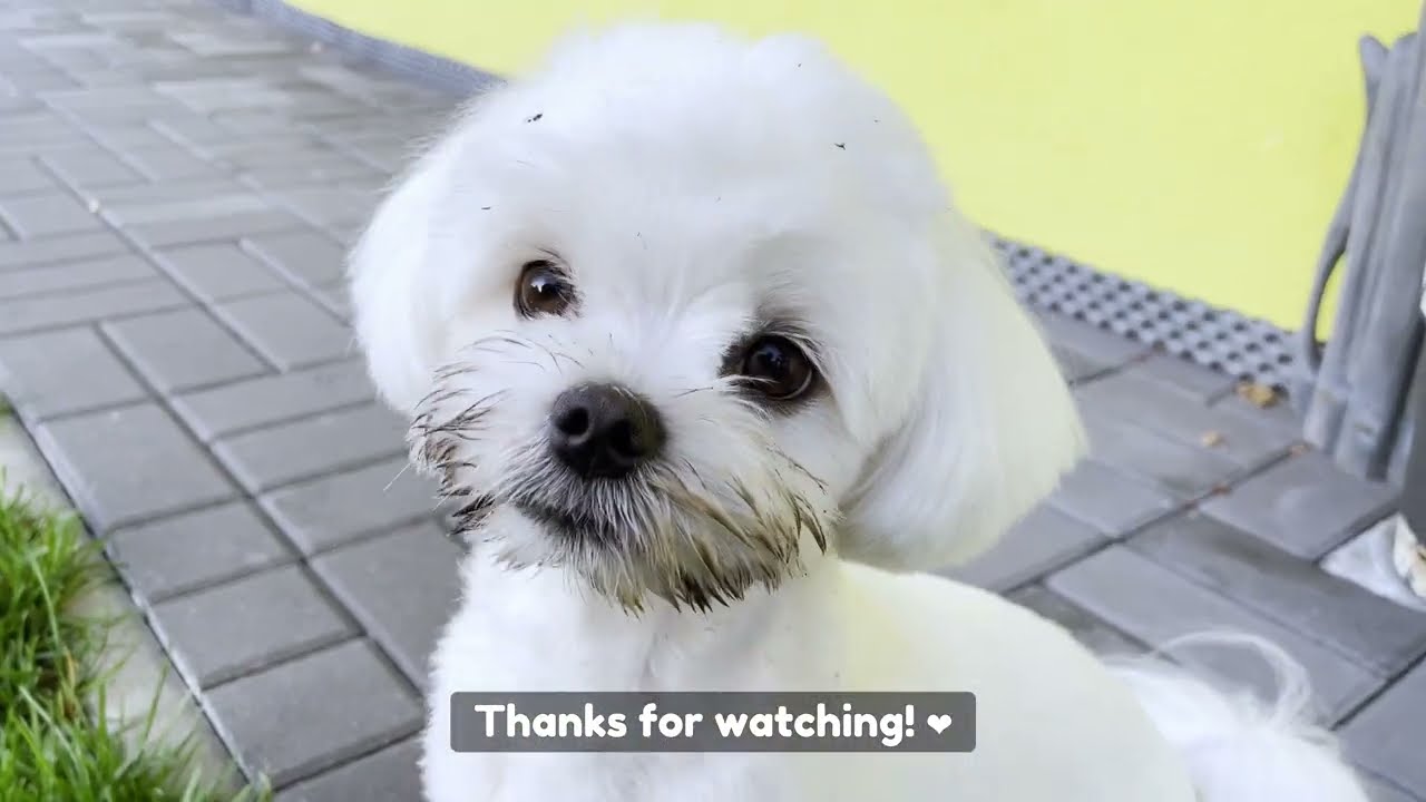 Asking my Maltese dogs if they can help me out ?!