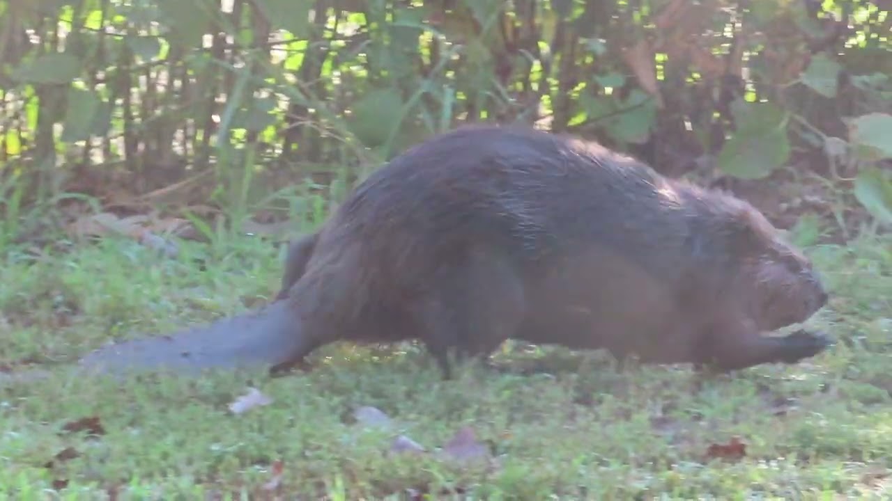 Beaver