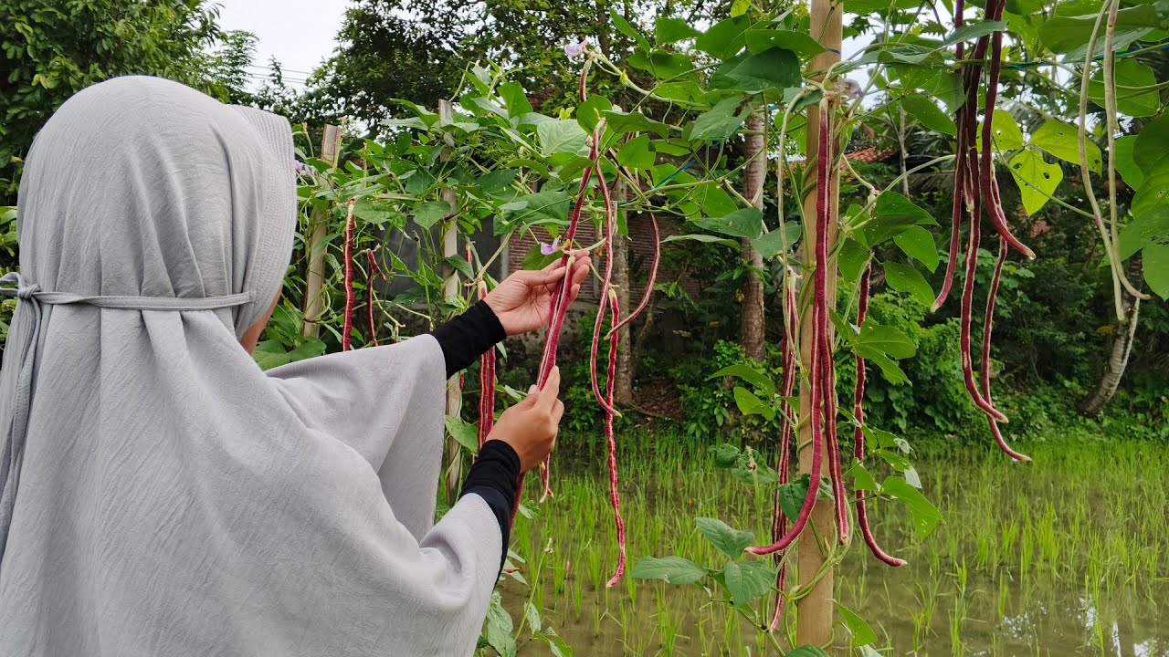 Warung hidup yang selalu tersedia di kebun