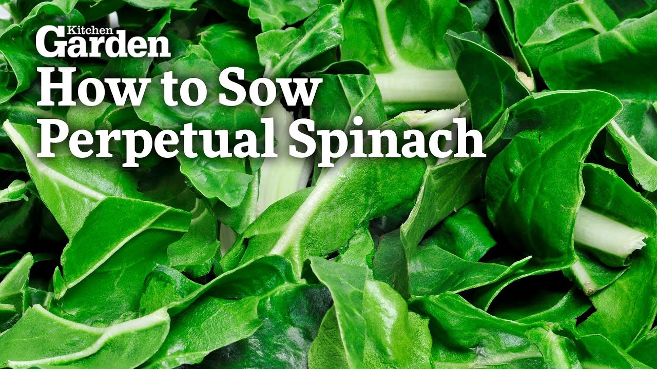 How to Sow Perpetual Spinach