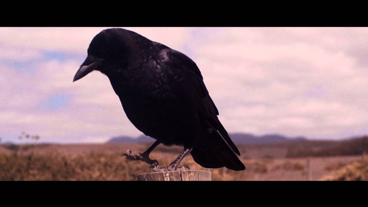 Mysticeti (Official Video)