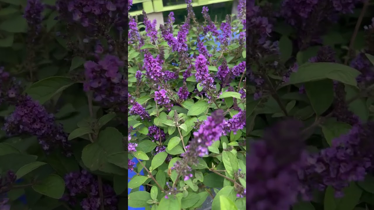 Tips voor het kweken van een vlinderstruik: Kijk eens naar de Blue Chip Jr Buddleia! #vlinderstruik #tuintips #planten