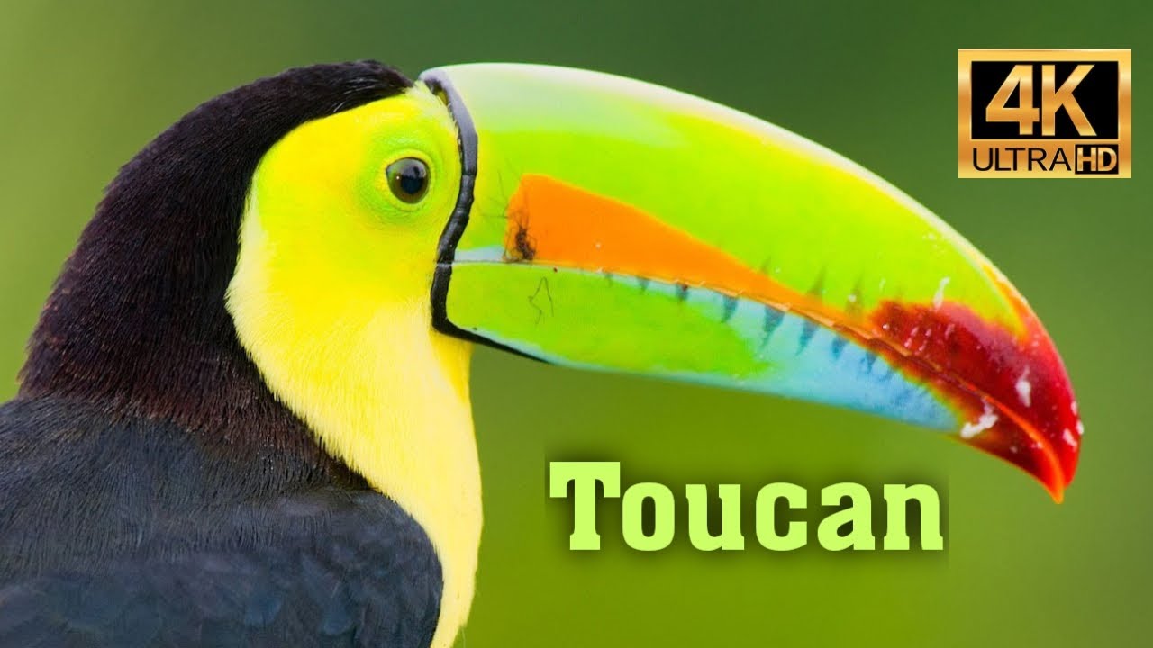 Toucan- World of Birds 4K