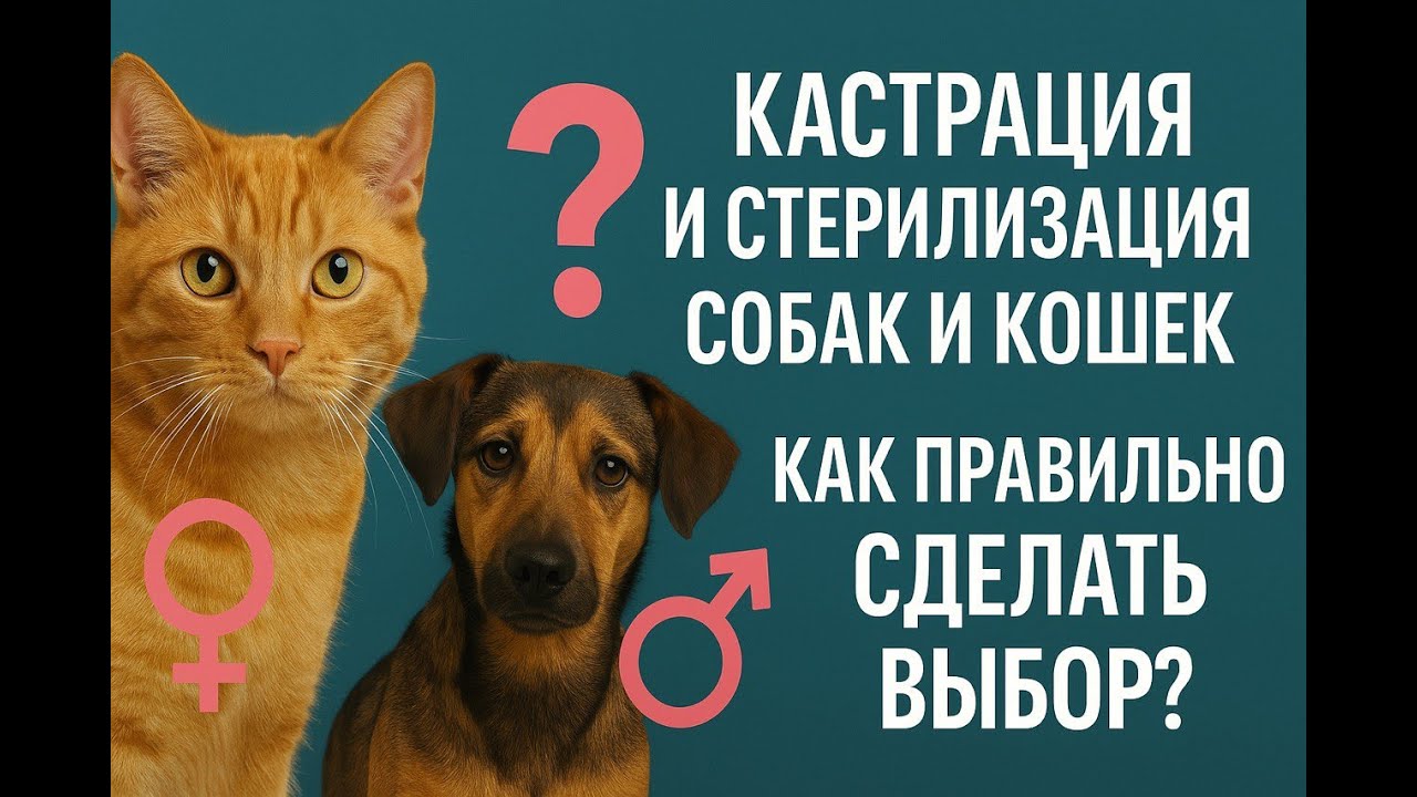 Все о кастрации и стерилизации собак и кошек, гормональных сдвигах и как принять правильное решение