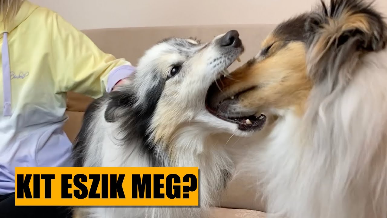 Shetlandi juhászkutya ❤️ cuki energiabomba?