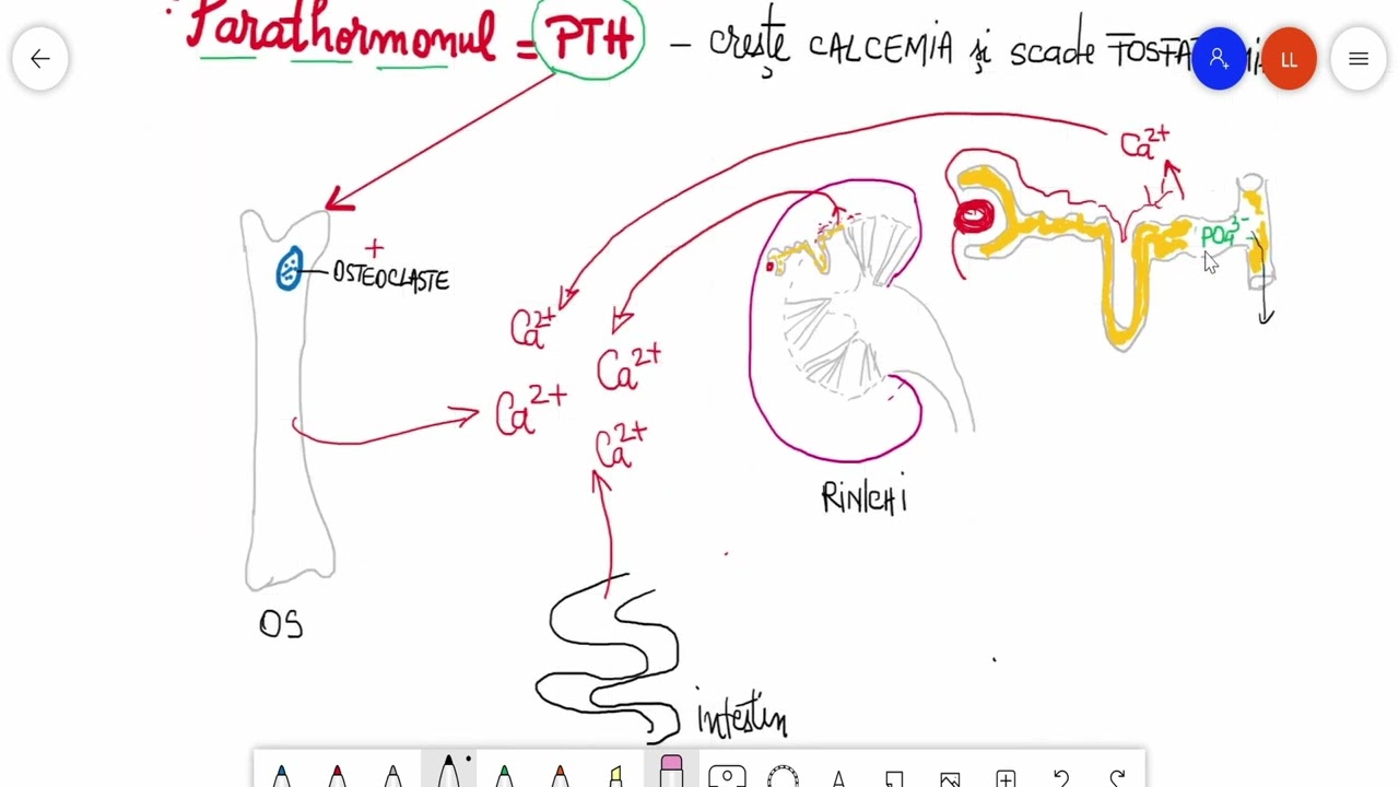 Glandele paratiroide