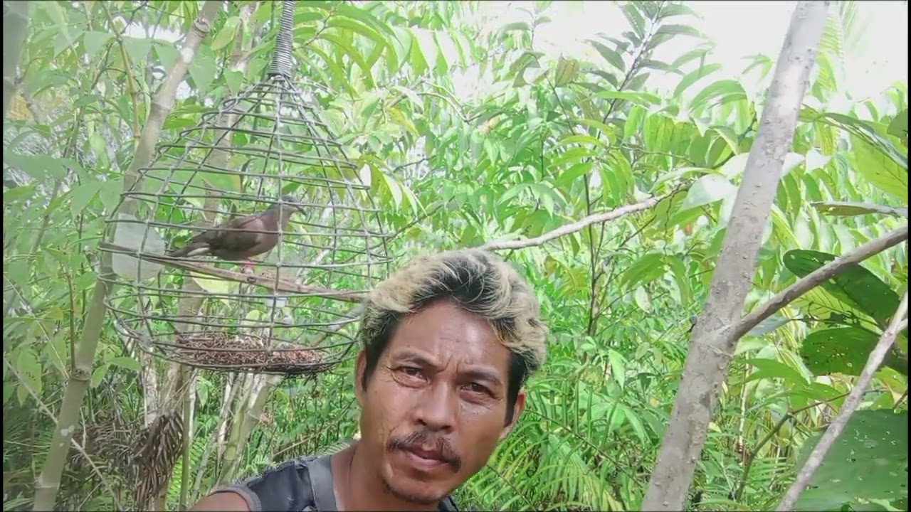 ni lim2 man ni tisoy