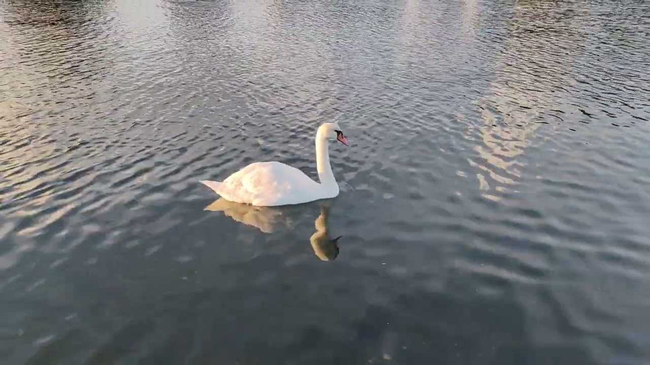 🌅⛲🛶🦢 Southsea Canoe Lake Swan Lake 