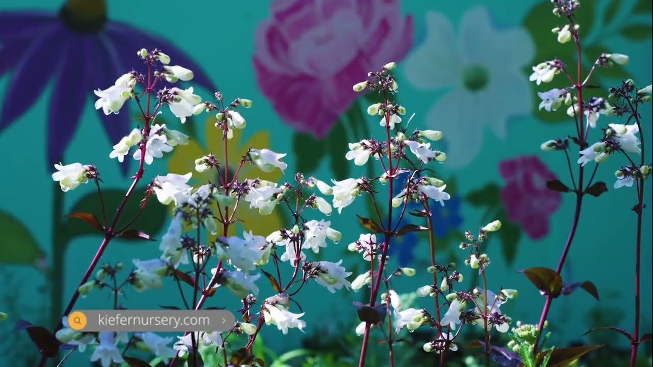 Transform Your Garden! 🌿 Big Savings on Plants, Pottery & More