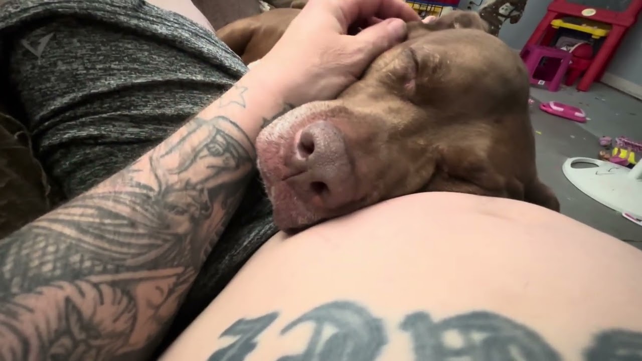 Maximum loyalty!! #dogs #dog #pet #love #family #bestfriend #sleep #cute #happy