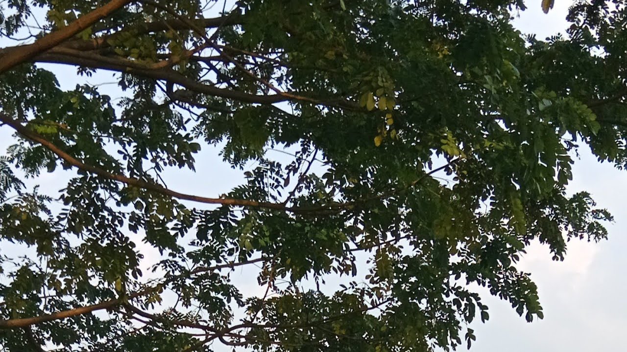 🥀🥀আসসালামু আলাইকুম🌹  শুভ সন্ধা  সবাই কেমন আছেন 🥀🥀