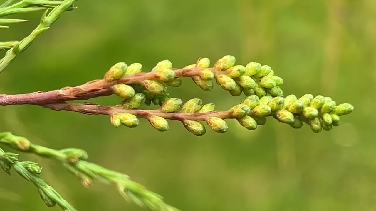 Bald cypress - flower buds close up - October 2025