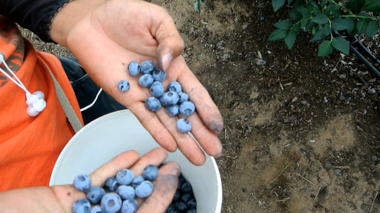 澳洲 採藍莓 pick blueberry in Australia