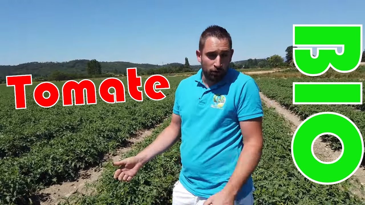 Culture de la Tomate bio chez Gael Blard agriculteur bio.