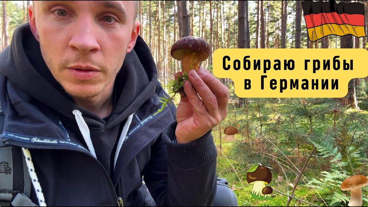 Грибы в Германии.  Земля Sachsen-Anhalt