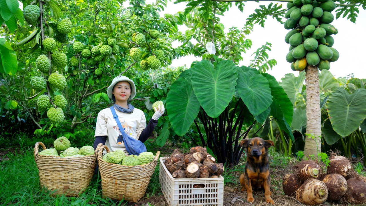 Harvest Custard Apples And Taro To Sell At The Market And Cook With Them – Peaceful Farm Life