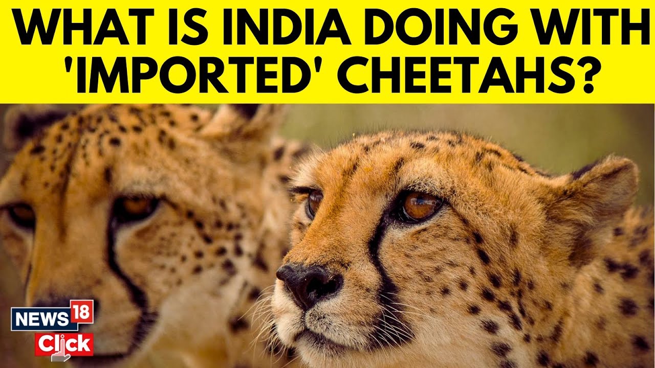 Wildlife Experts Question Unusual-delay In Release Of Cheetahs In Kuno National Park | N18V