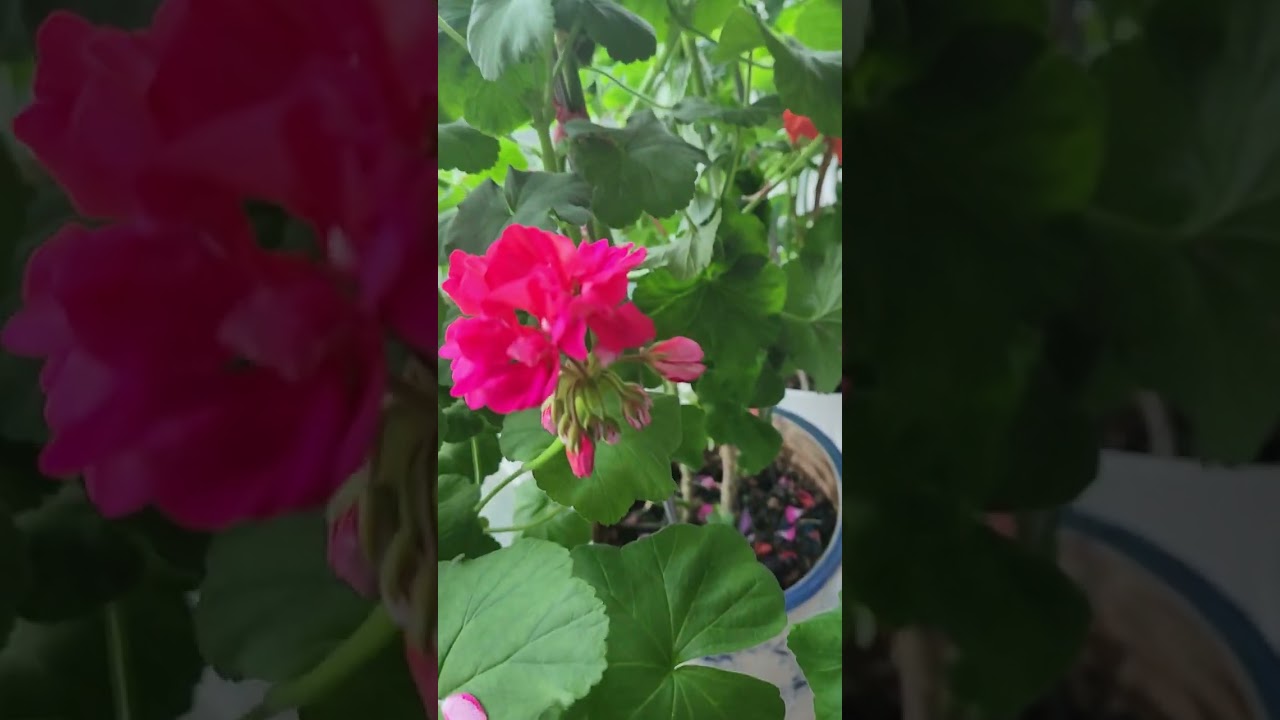 베란다에 찾아온 봄향기