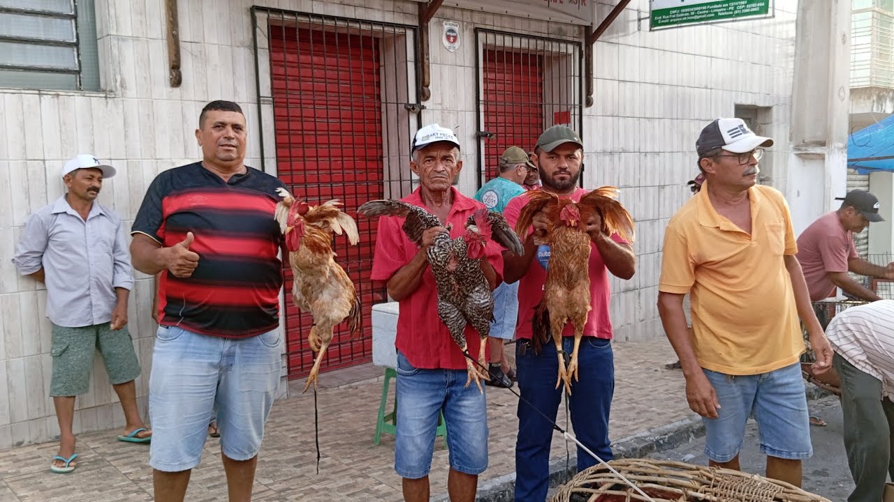 NA FEIRA DÁS GALINHAS CAIPIRA LIMOEIRO PERNAMBUCO 04 DE MARÇO 2026