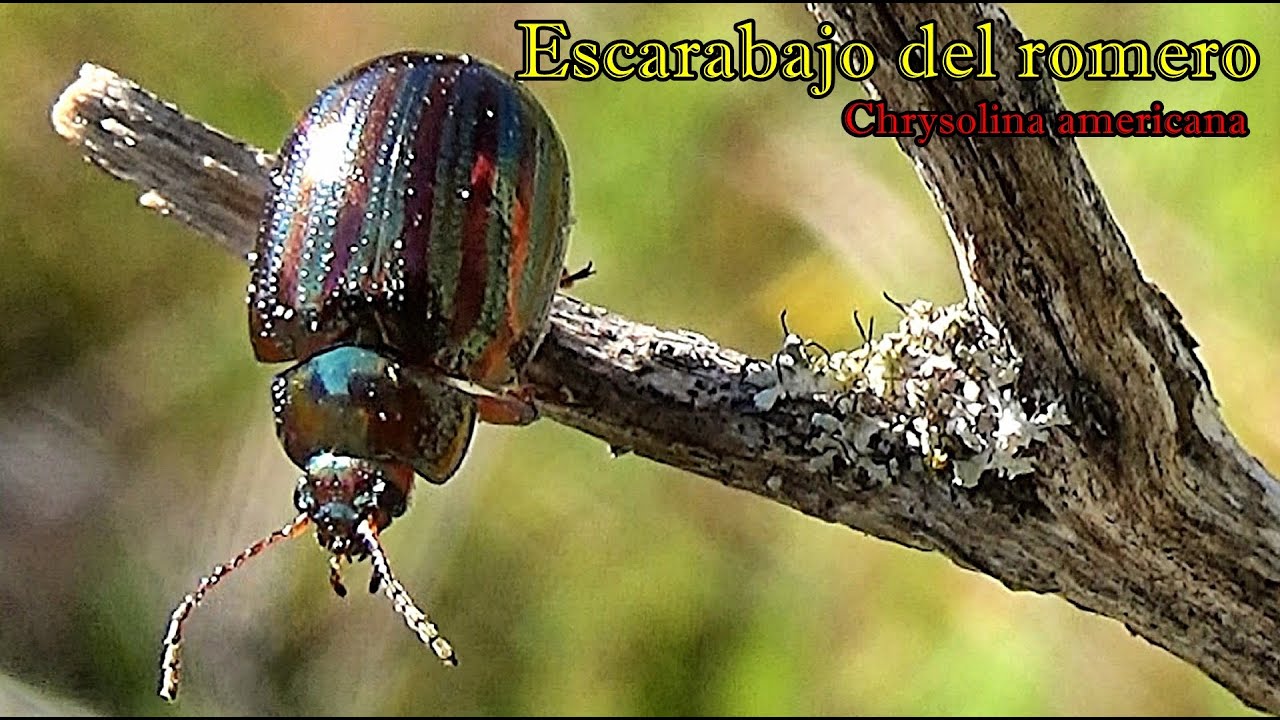 Escarabajo del romero.  Datos y curiosidades