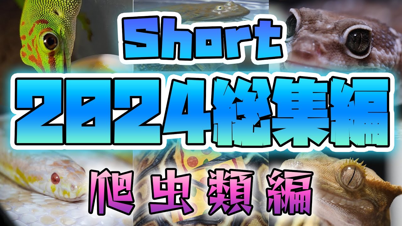 【2024】short総集編・爬虫類両生類編【ヤモリヘビカエル】