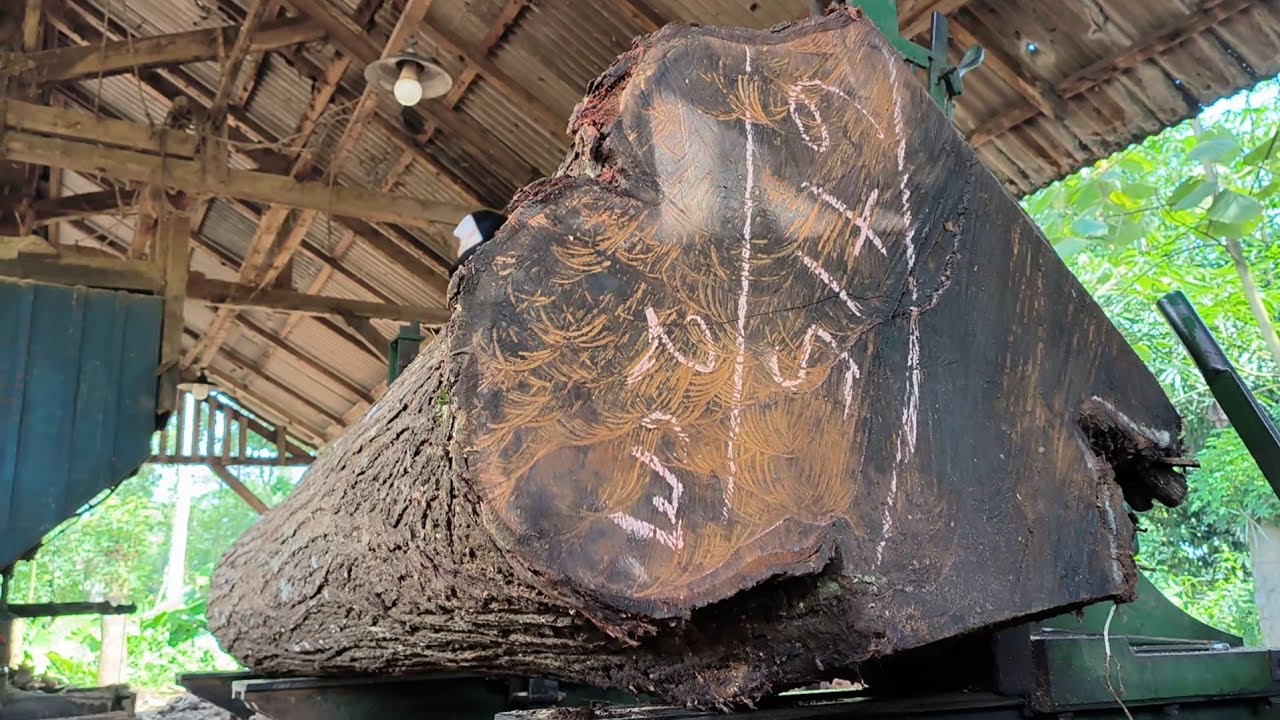 90 foot tall cutting super hardwood inside a sawmill