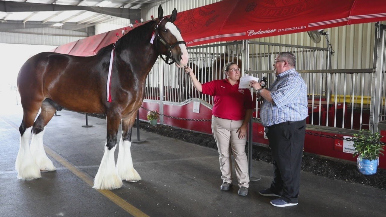 Visiting the World Famous Budweiser Clydesdales
