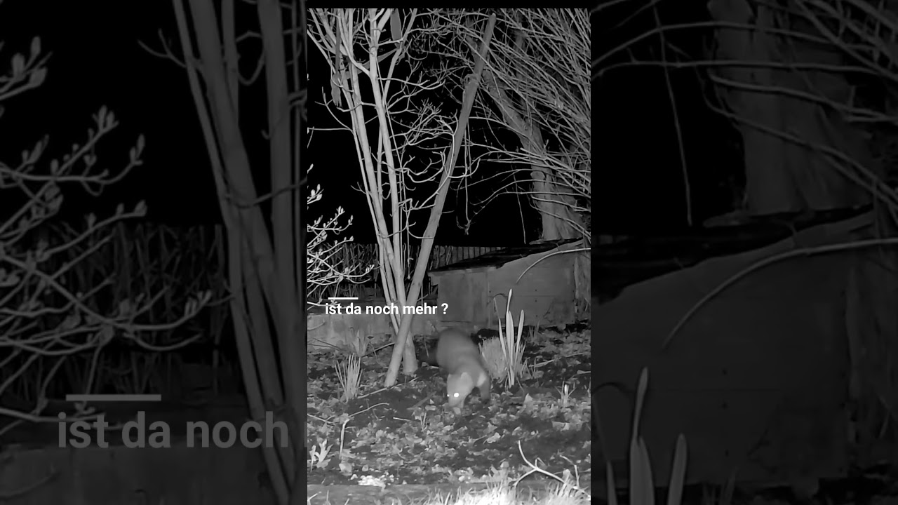 Eierdieb Steinmarder eingefangen mit GardePro E6P max #wildkamera