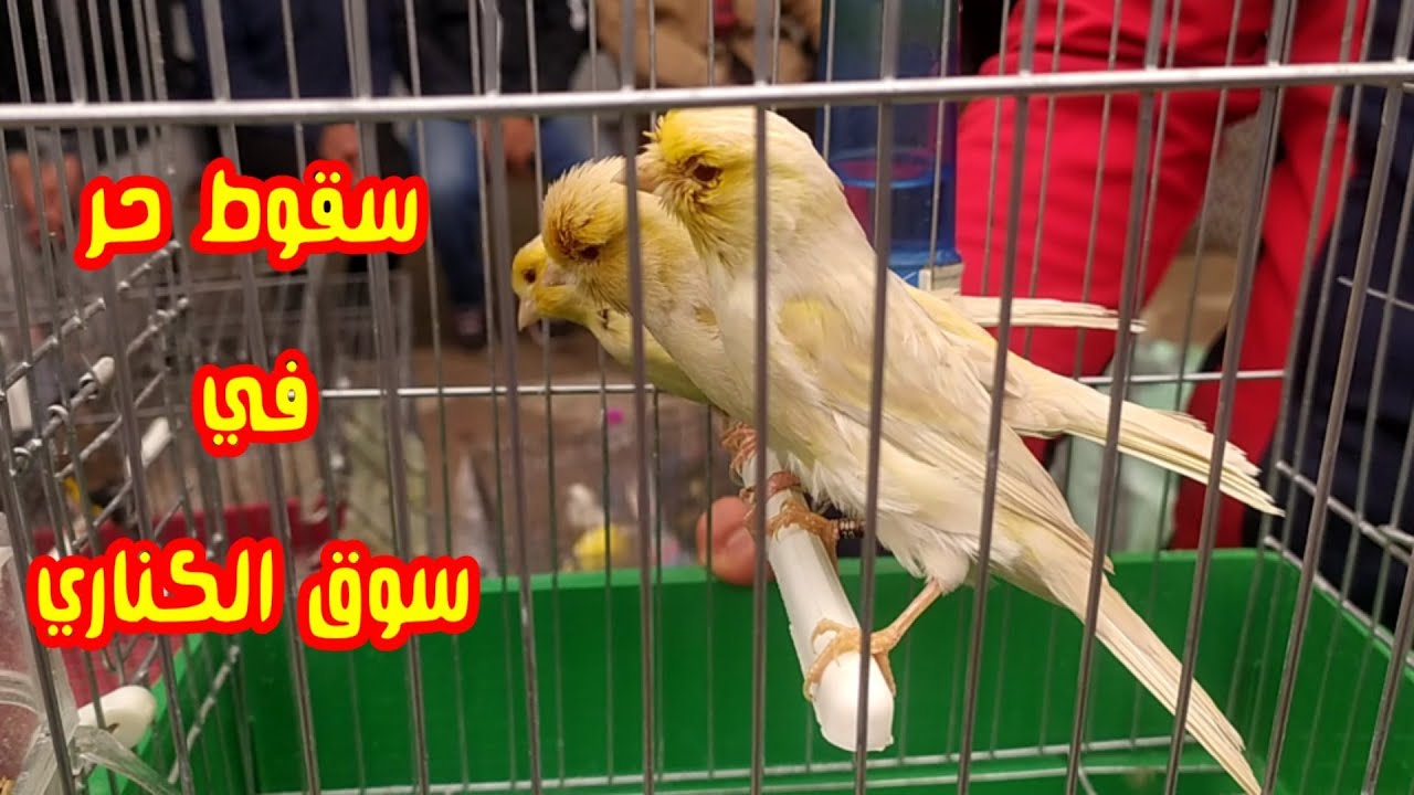 كناري الجاسب و الساتيني اصبح رخيس | و الباقي؟