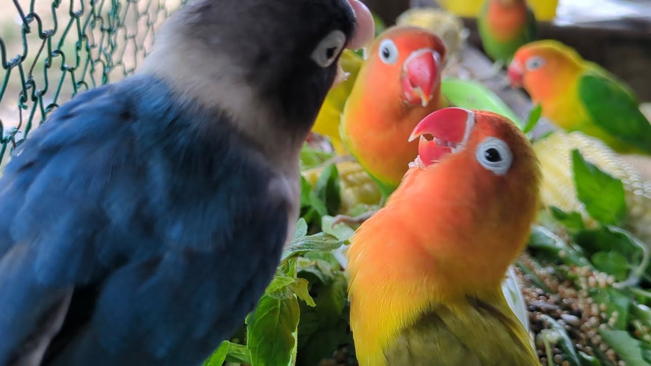 Lovebird Colorful 💚❤️#lovebirds #sunconure #parrotlover #birds #cutelovebird