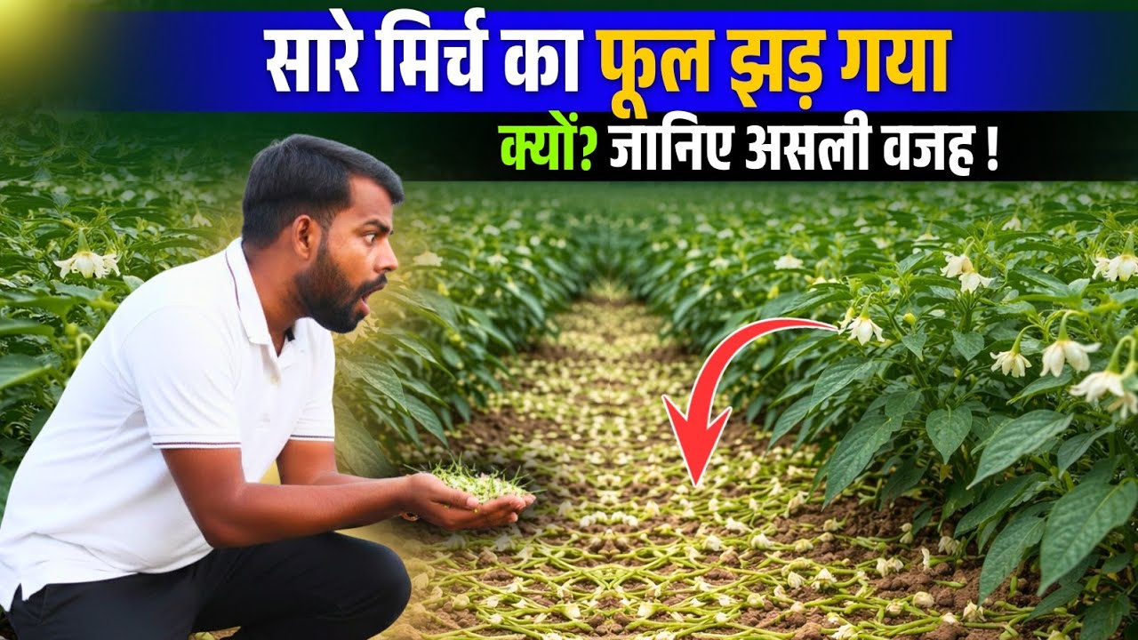 मिर्च का फूल झड़ना बंद! 🛑 फूल फल बढ़ाने का जबरदस्त तरीका 👌