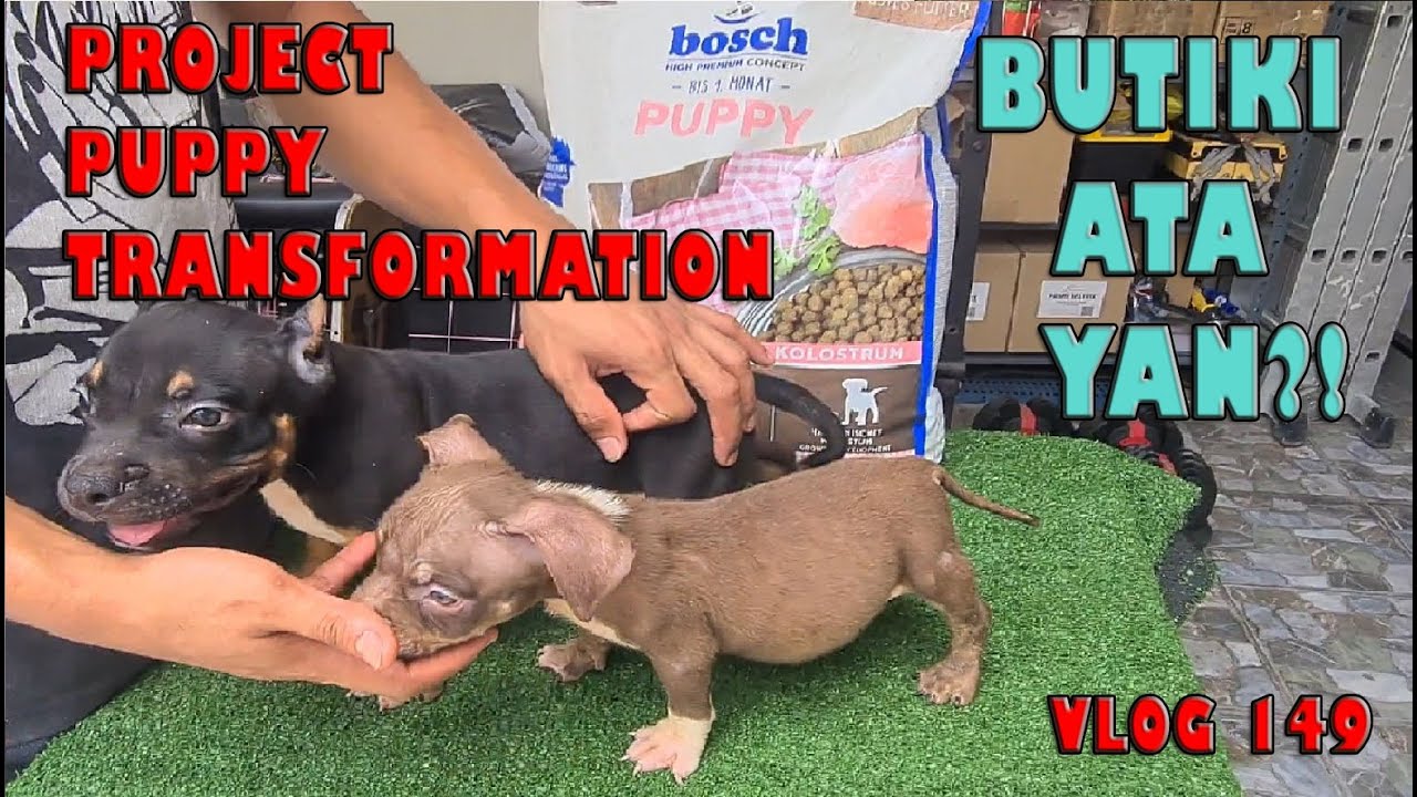 PROJECT PUPPY TRANSFORMATION AMERICAN BULLY DOG | DON RAIDER VLOG 149