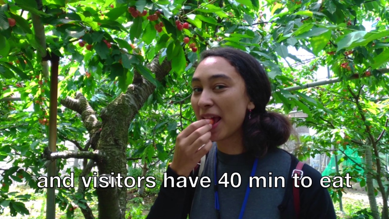 さくらんぼ狩り - Cherry Picking in Yamanashi