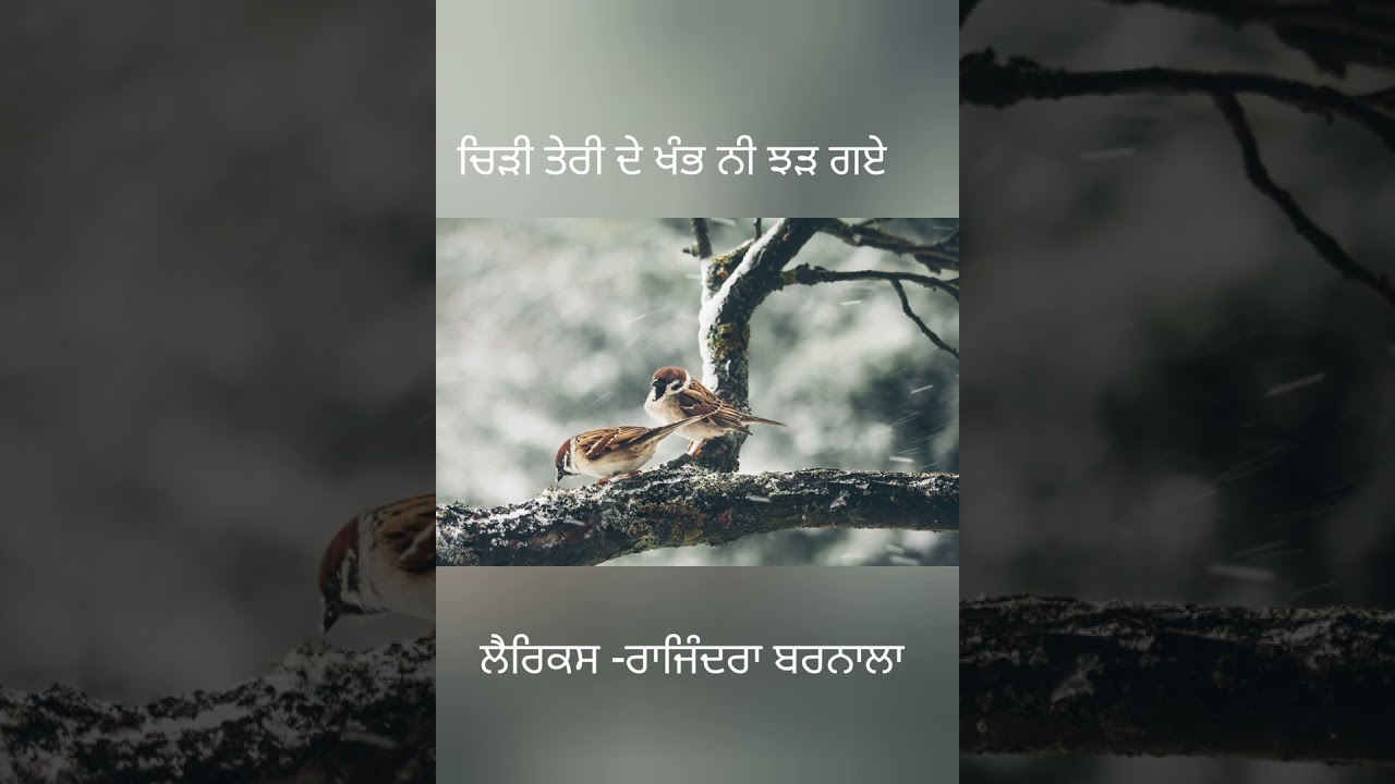 'ਚਿੜੀ ਤੇਰੀ ਦੇ ਖੰਭ'  ਲੈਰਿਕਸ- ਰਾਜਿੰਦਰਾ ਕੁਮਾਰੀ ਬਰਨਾਲਾ 