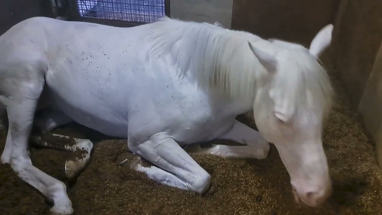 しぶとく二度寝しようとする馬VSしつこく起こそうとする人…