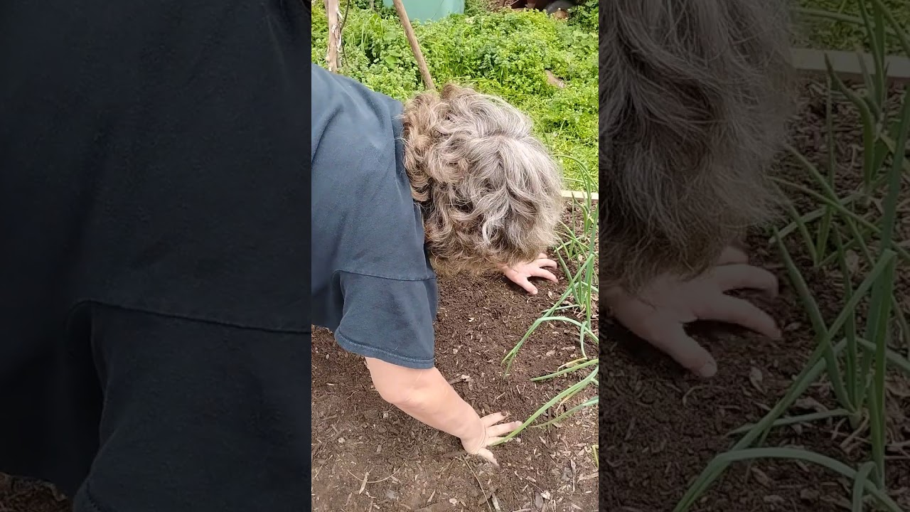 Planting Potatoes Before The Rain #urbanfarming #taters #gardening 