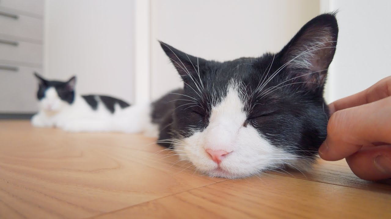 仕事中でもつい様子を見に行ってしまう…甘えん坊な猫たちがかわいい