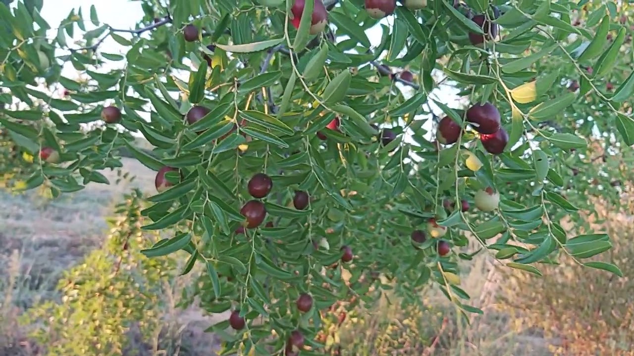 Zizyphus jujuba,jujube tree,pem&euml; xinxife(5)