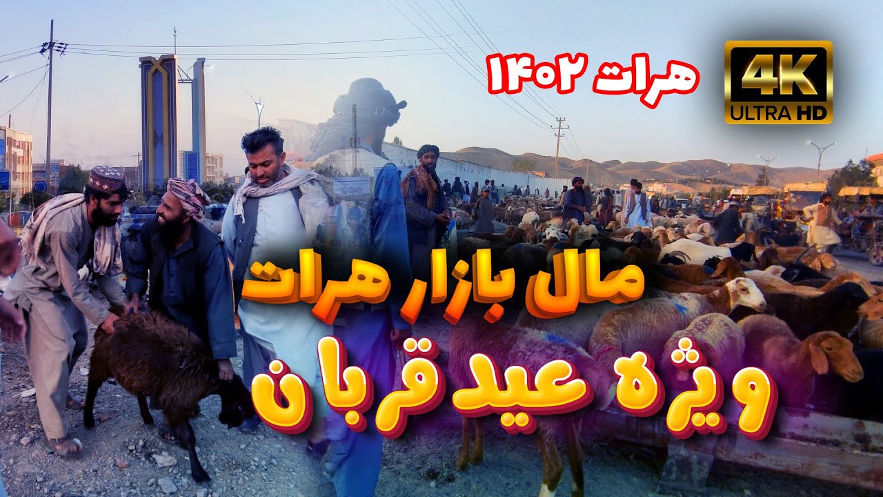 مال‌بازار (گنج) هرات؛ ویژه عید سعید قربان در تانک مولوی | Al Adha Eid In Herat City