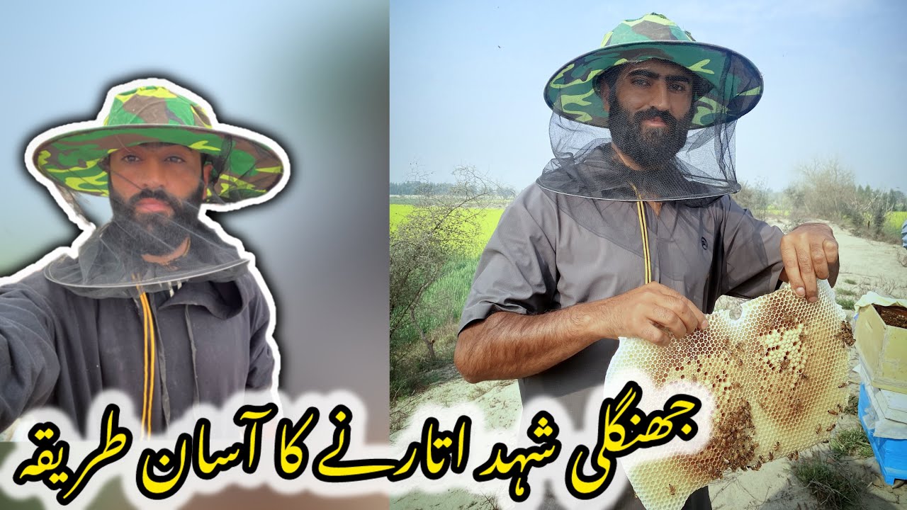 #baltistanapiary #wildbees Dangerous Wild Honey Collection | Jangli Shahad Kaise Utrte Hain?