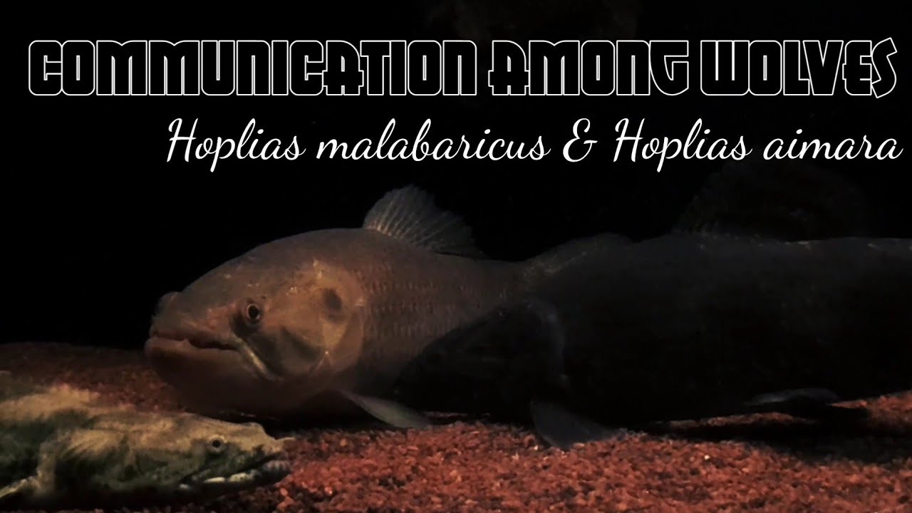 Communication among wolves. Hoplias malabaricus with Hoplias aimara.