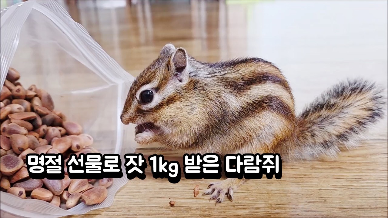 명절 선물로 잣 1kg 받은 다람쥐