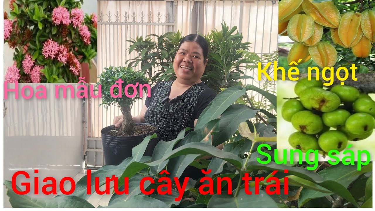 Hồng cây giống giá rẻ miền tây giao lưu cây ăn trái mận, quýt đường, lựu,sung 