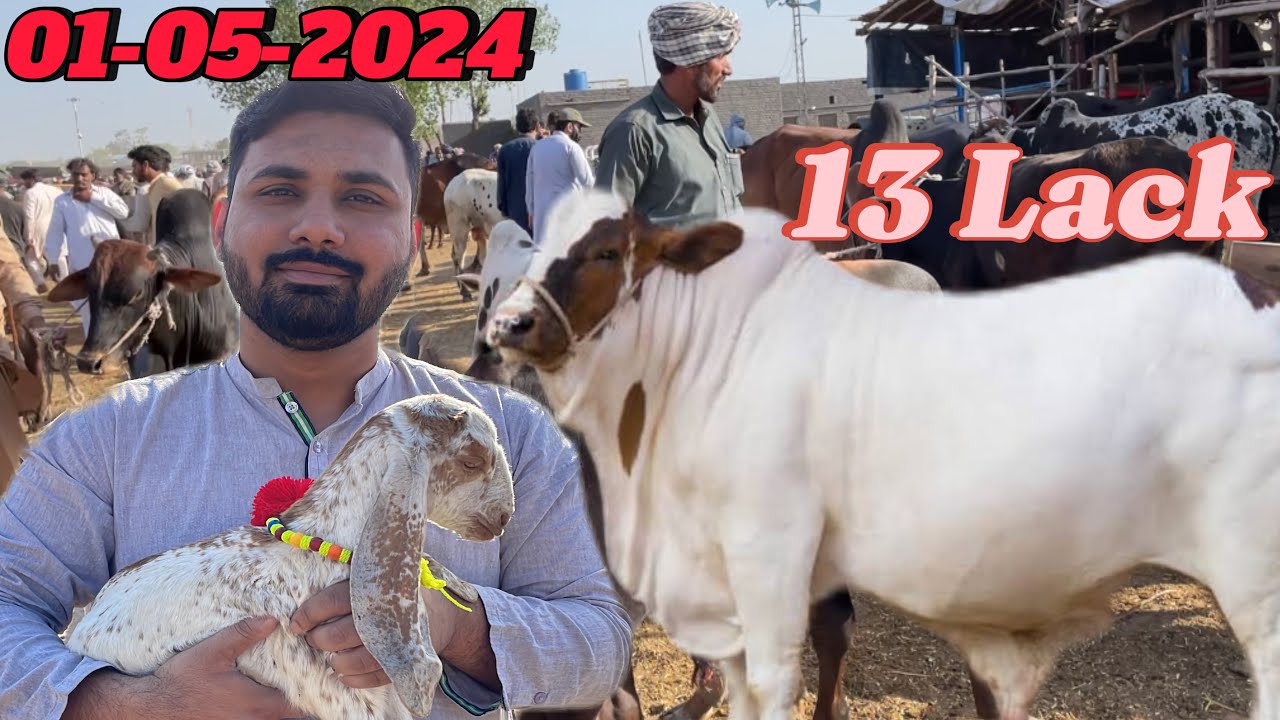 Exclusive: 32Lakh Ka Janwar at Kanjra Mandi | Desi Bakre Aur Kajle