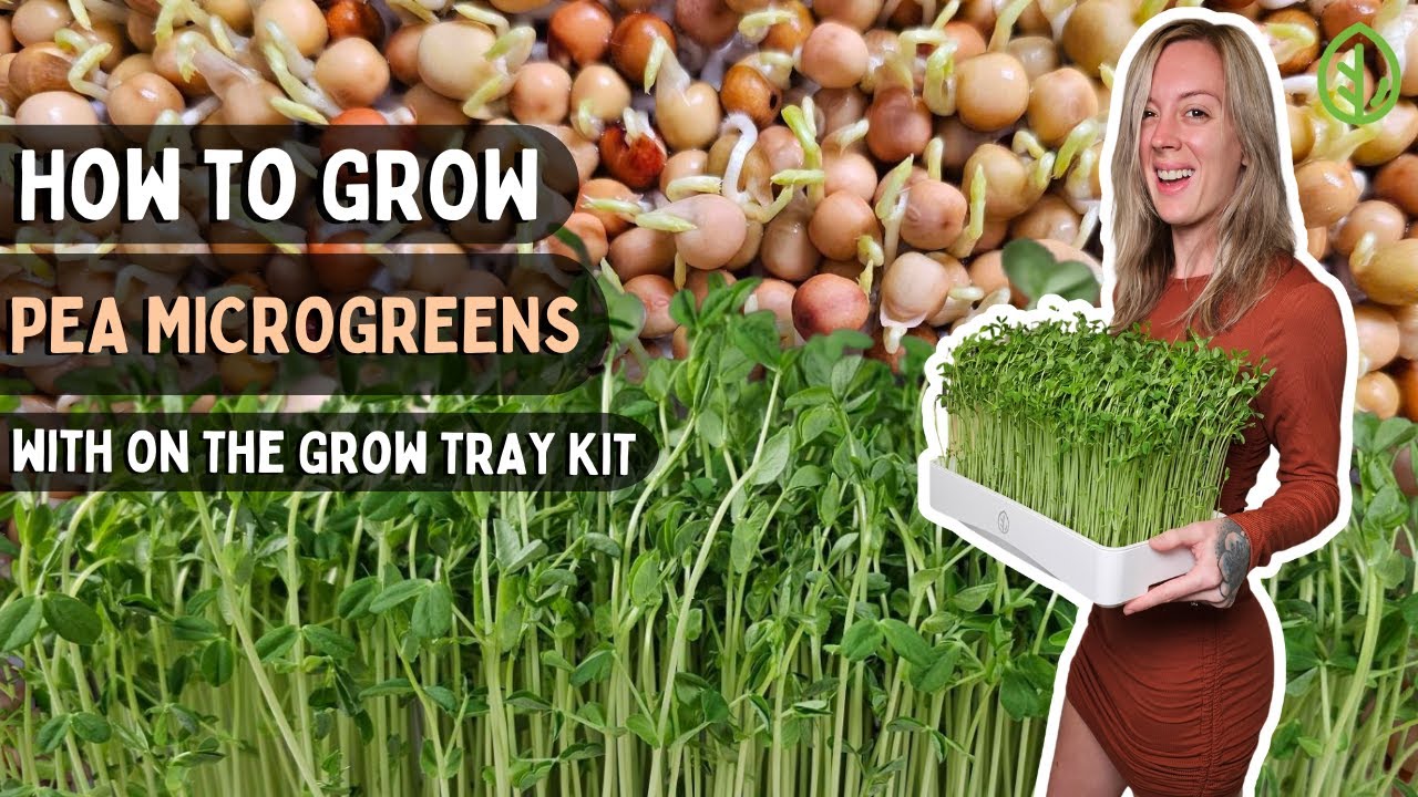 How to grow Pea Microgreens at Home: 5 Minute Quick Guide